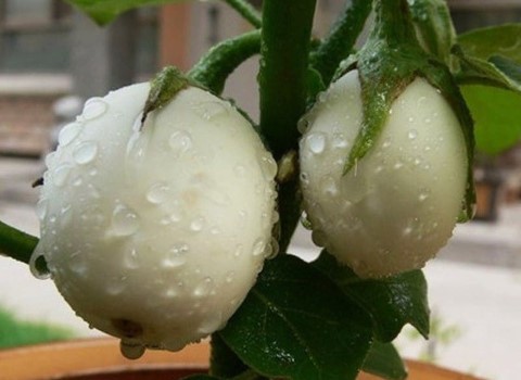 تصویر 3 از خرید و قیمت بادمجان دلمه ای شیرین + فروش عمده
